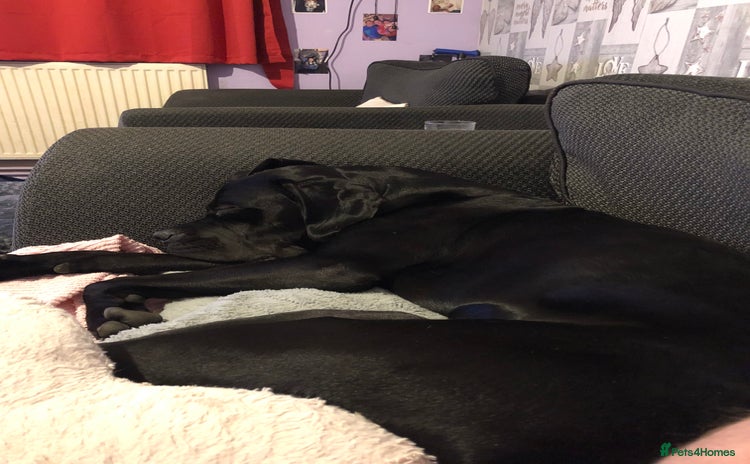 Cane Corso dogs - Advert 1