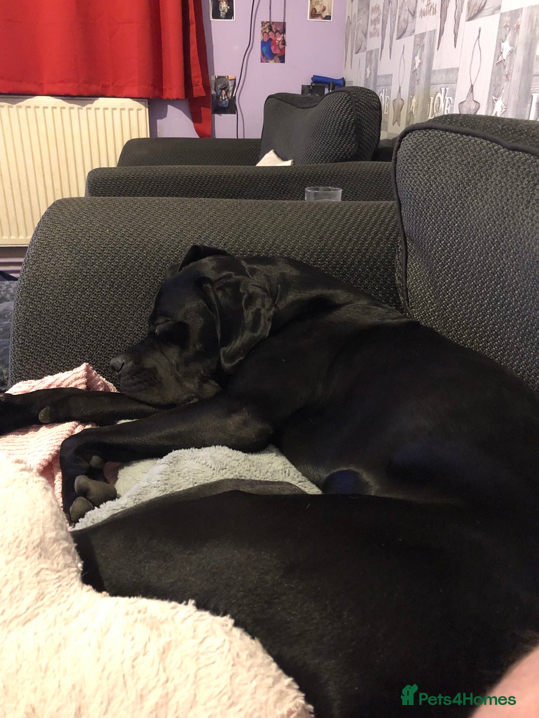 Cane Corso dogs for sale: Boo female  - Image 1