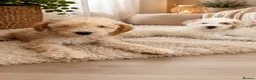 Australian Labradoodle dogs for sale: 🐾 Australian Labradoodle Puppies Available Now 🐾 - Advert 1