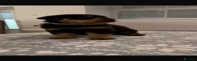 Rottweiler 2