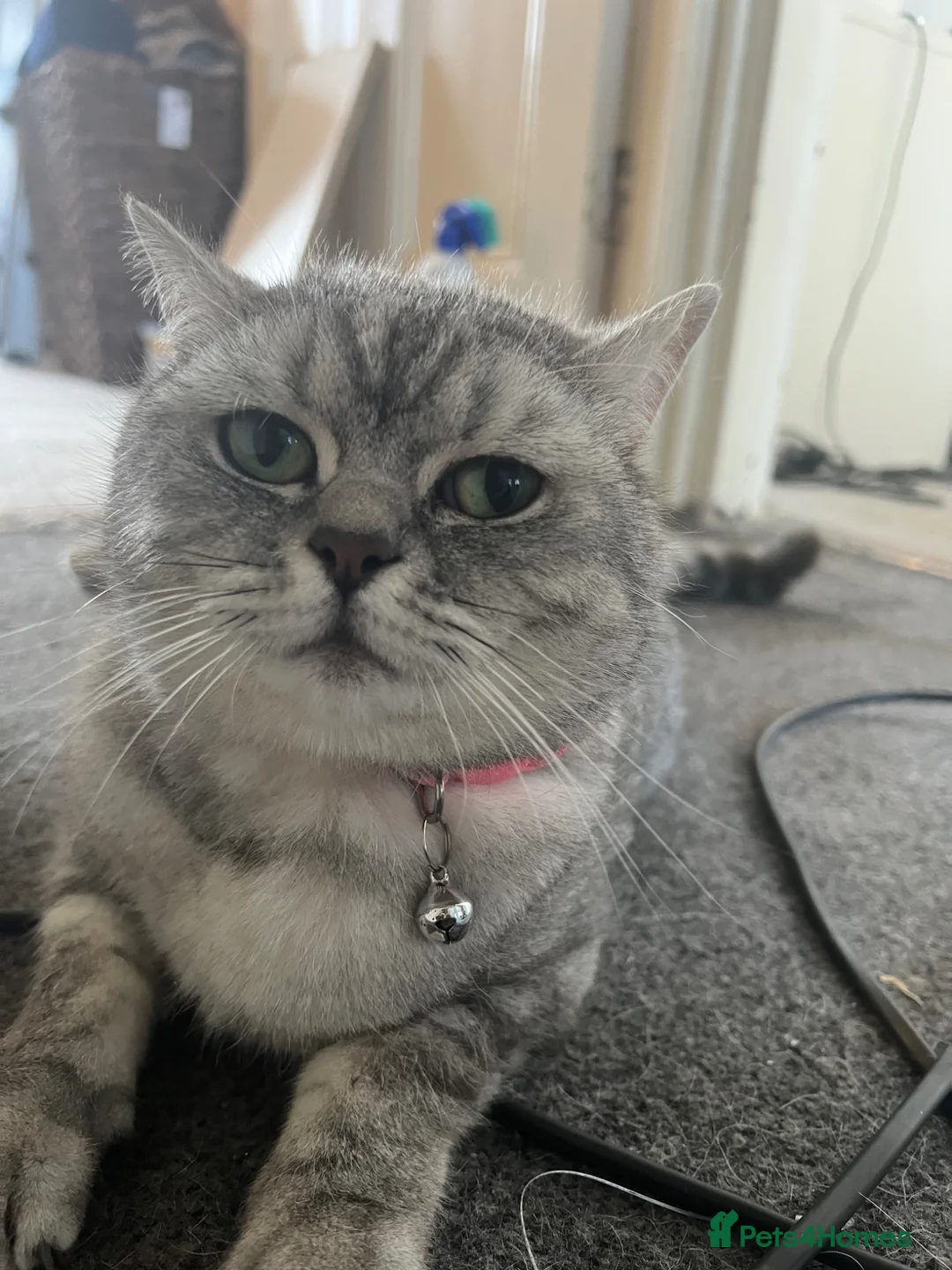 British Shorthair cats for sale: kittens BSH two girls left - Advert 18