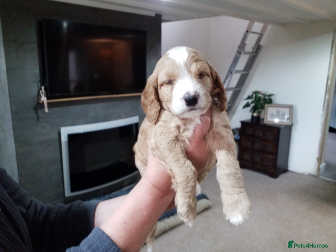 Cockapoo dogs for sale: F1B 5 STAR HEALTH CHECKED STUNNING COCKERPOOS  - Image 14