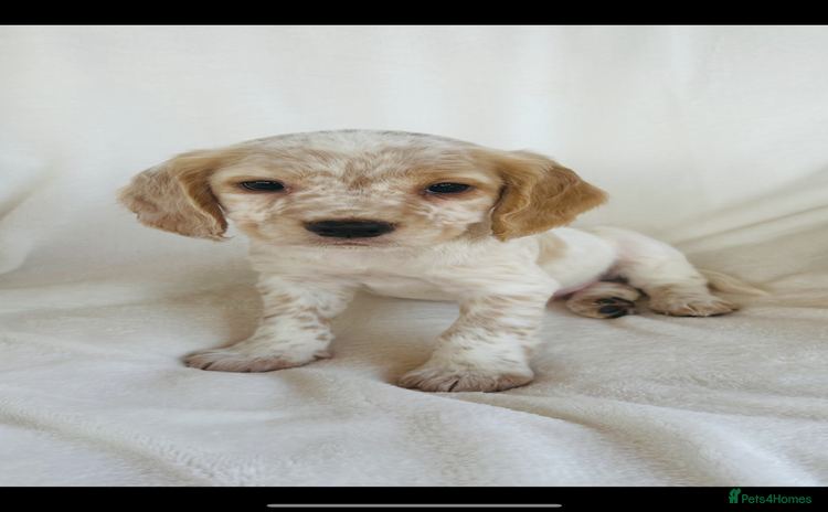 Cocker Spaniel dogs - Advert 10