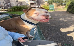Mixed Breed dogs for sale: Kyro  - Image 3