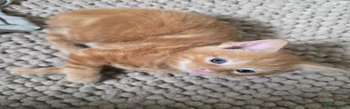 Mixed Breed Kitten 3