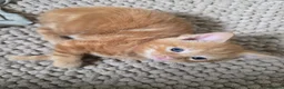 Mixed Breed cats for sale: Little bundles of fluff! - Advert 5