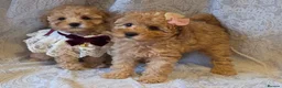 Miniature Poodle dogs for sale: four beautiful little red poodle girls - Advert 12