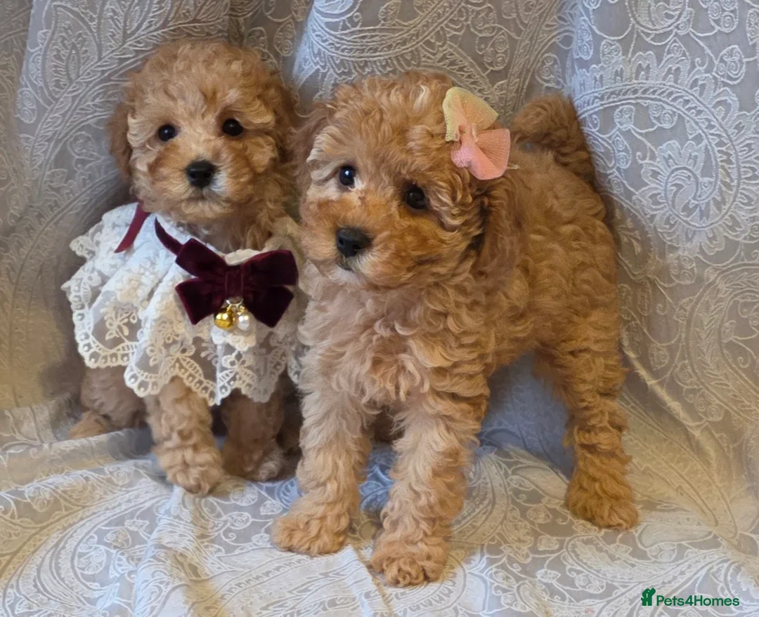 Miniature Poodle dogs for sale: four beautiful little red poodle girls - Advert 12