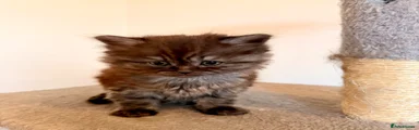 Persian 3