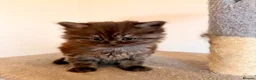 Persian cats for sale: Half Persian kittens  in Hexham - Advert 7