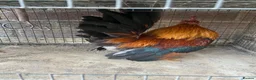 Chickens poultry for sale: Beautiful chicken , eggs , see details for price  - Advert 12