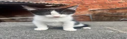 Mixed Breed cats for sale: 4 Beautiful Female Kittens (10 Weeks Old) - Advert 7