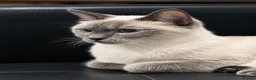 Siamese cats for sale: Siamese cat - Advert 3
