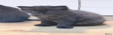 fluffy black