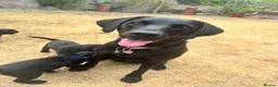 Labrador Retriever dogs for sale: Black Labrador pups, KC, dna tests, great scores - Advert 14