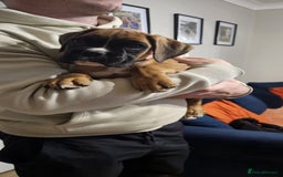 Boxer dogs for sale: Stunning kc reg boxer babies 2 girls remaining  - Image 6