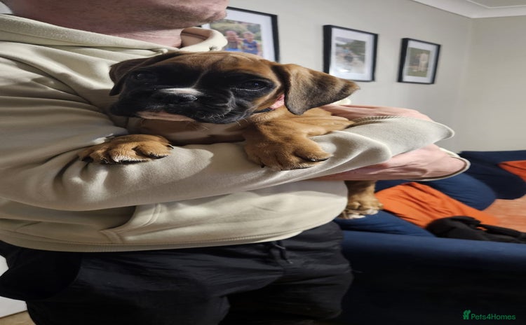 Boxer dogs - Advert 7