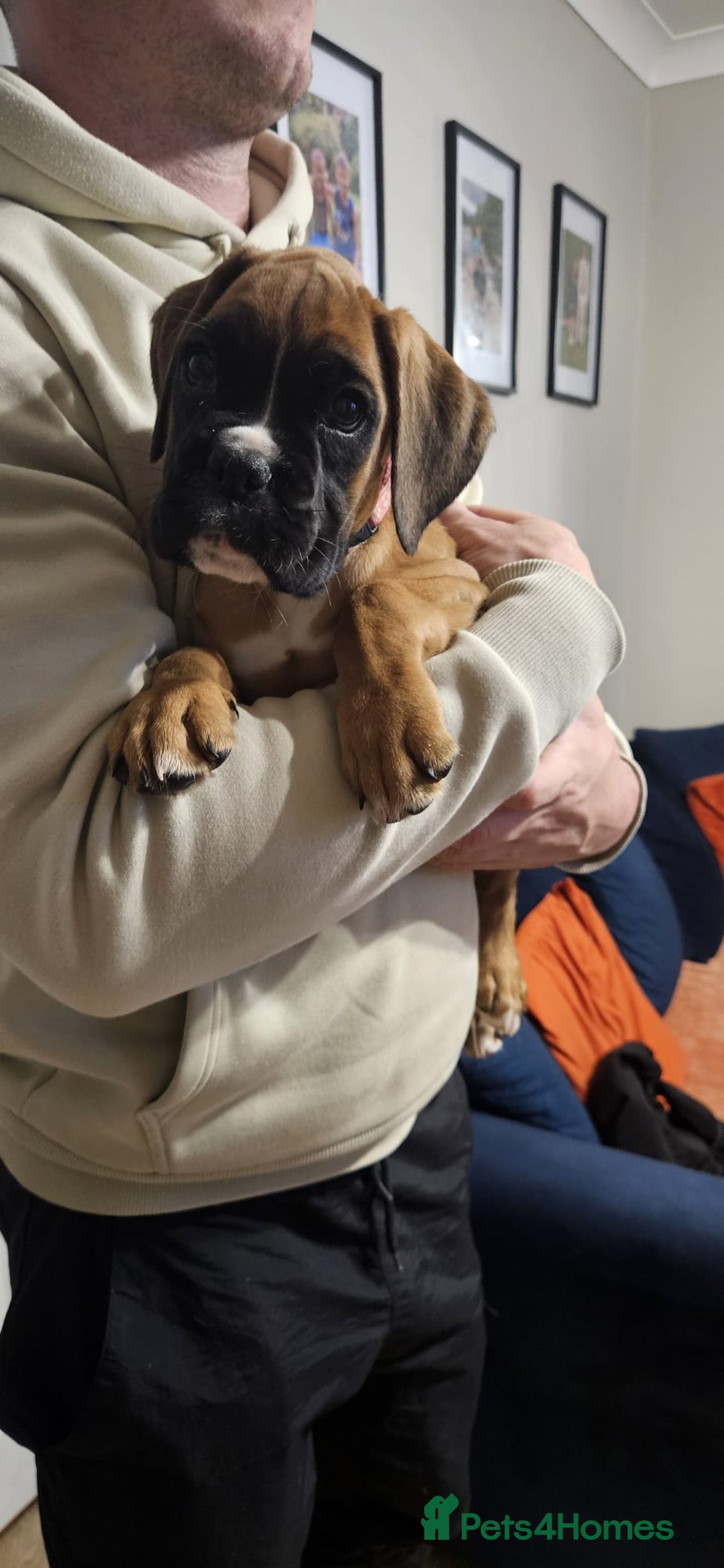 Boxer dogs for sale: Stunning kc reg boxer babies 2 girls remaining  - Image 6