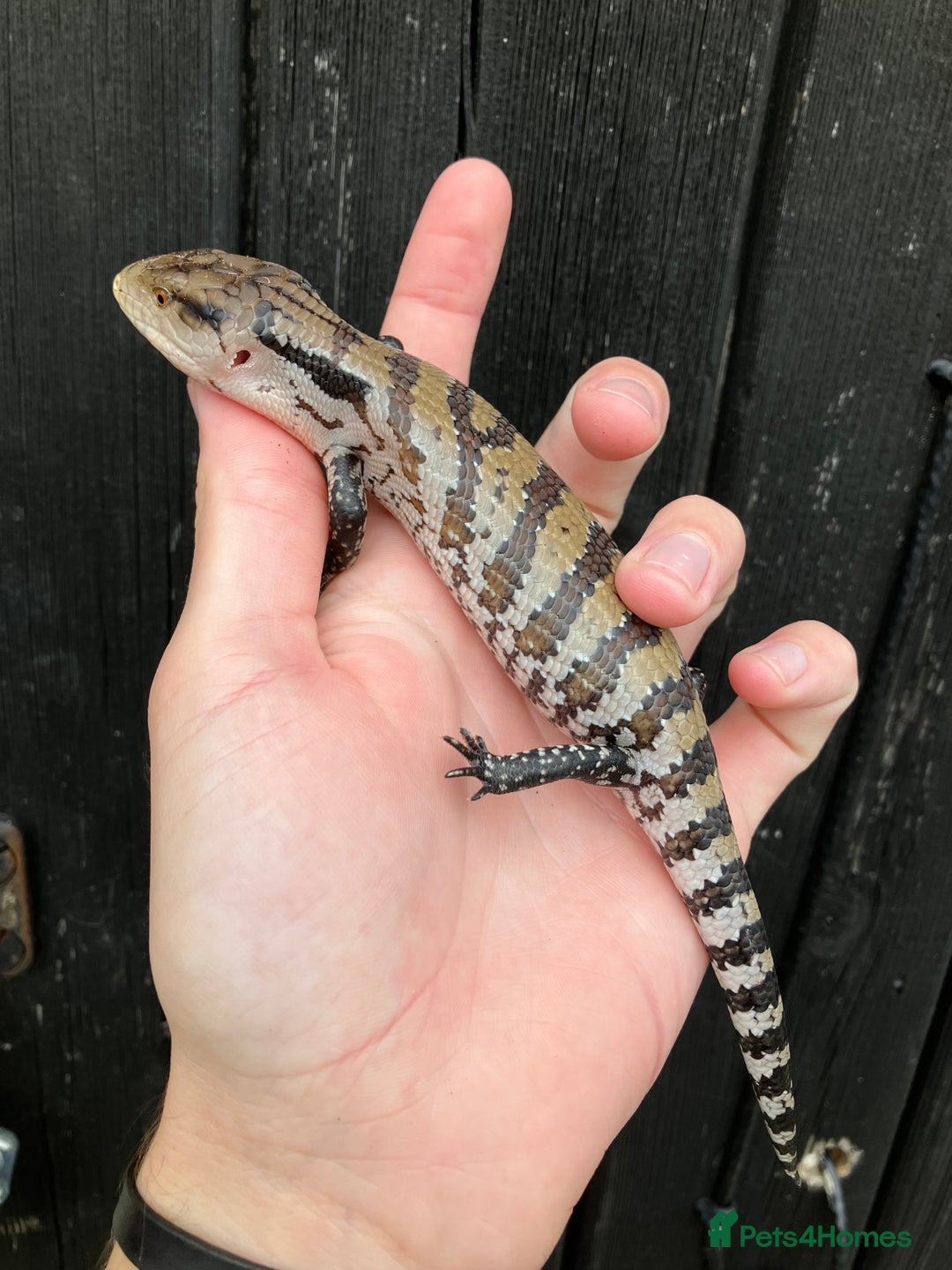 Skink reptiles for sale: Baby Blue Tongue Skinks - Image 2