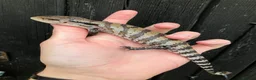 Skink reptiles for sale: Baby Blue Tongue Skinks - Advert 2