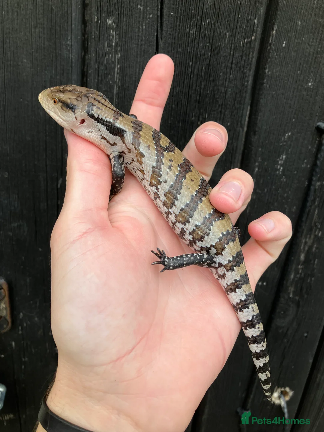 Skink reptiles for sale: Baby Blue Tongue Skinks - Advert 2