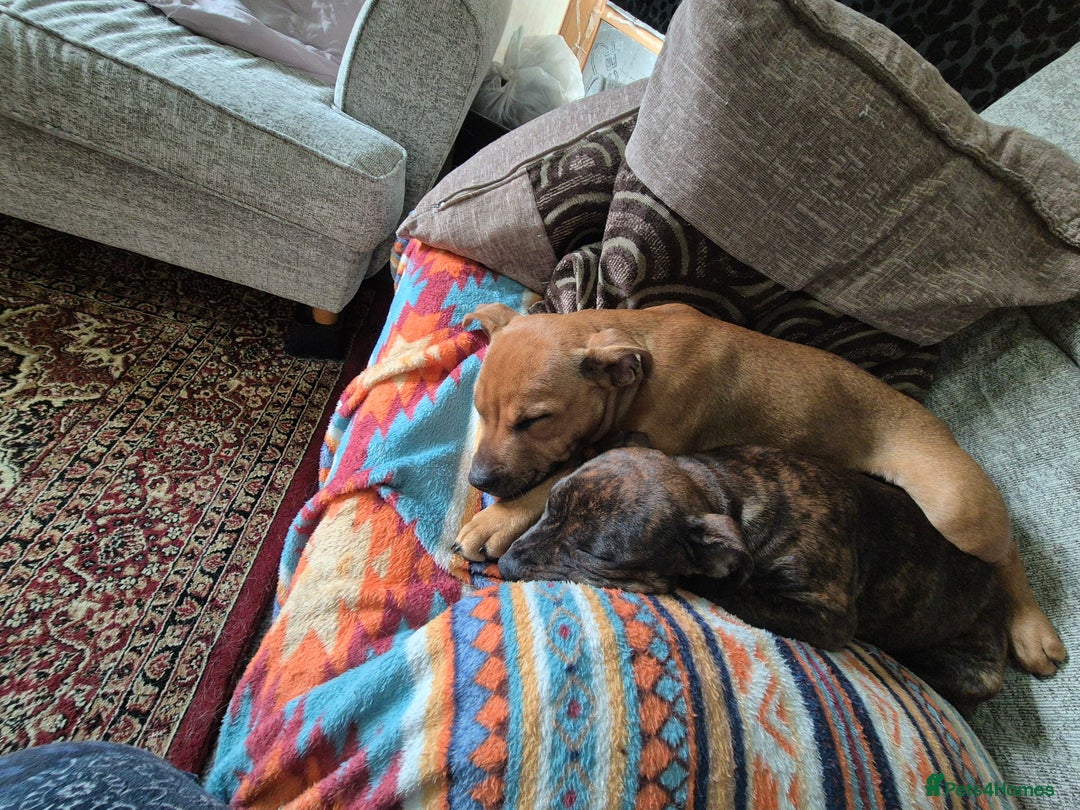 Staffordshire Bull Terrier dogs for sale: 4 female staffy pups - Image 5