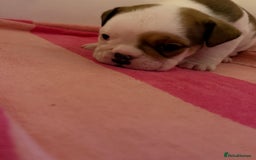 English Bulldog dogs for sale: Amazing British bulldogs  - Image 21