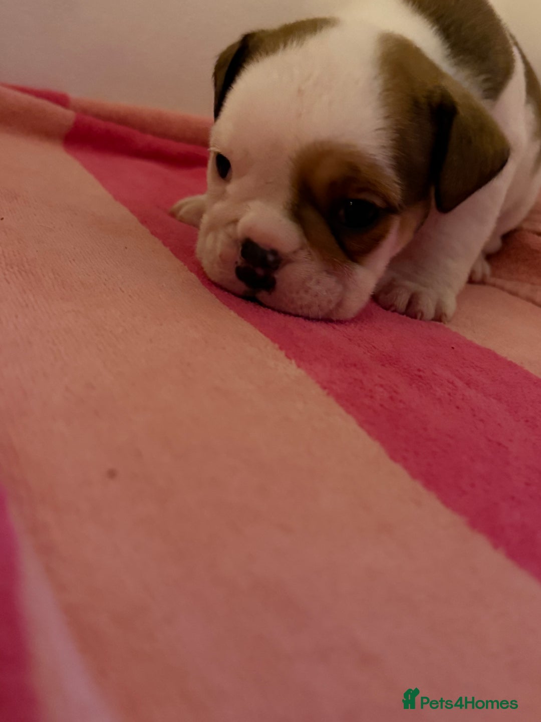 English Bulldog dogs for sale: Amazing British bulldogs  - Image 21