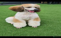 Standard Poodle dogs for stud: K.C Registered Standard poodle in Nottingham - Image 5