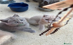British Shorthair cats for sale: Four tiny heart-stealers looking for loving home - Image 17