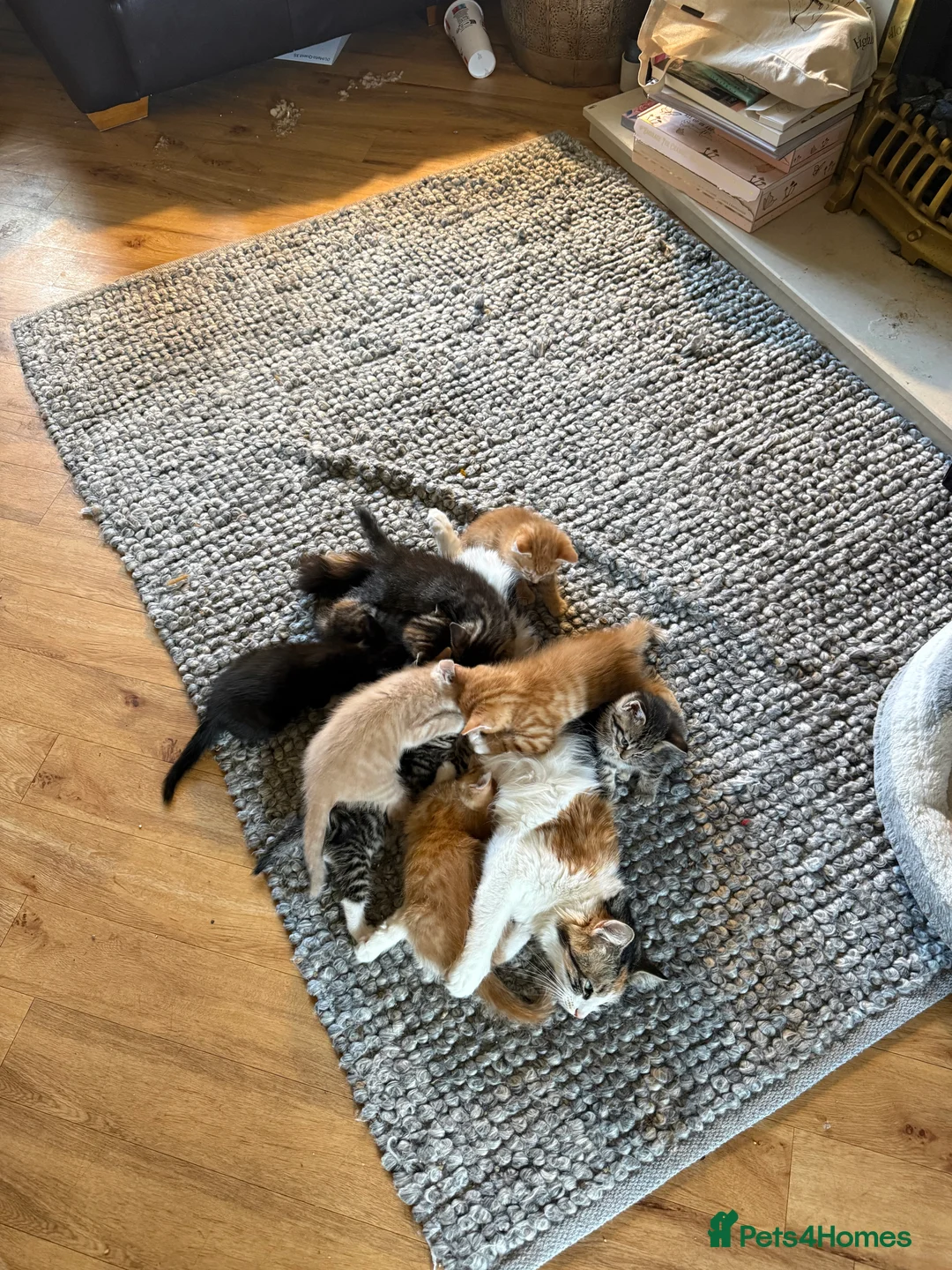 Mixed Breed cats for sale: Maine Coon Cross Kittens. - Advert 1