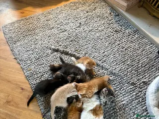 Mixed Breed cats Maine Coon Cross Kittens. - Advert 2