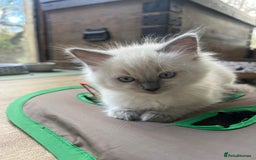 Ragdoll cats for sale: Beautiful blue point kittens - Advert 15