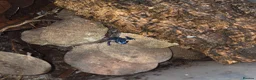 Frog reptiles for sale: Dendrobates tinctorius azureus (blue dart frog) x2 in Sheffield - Advert 1