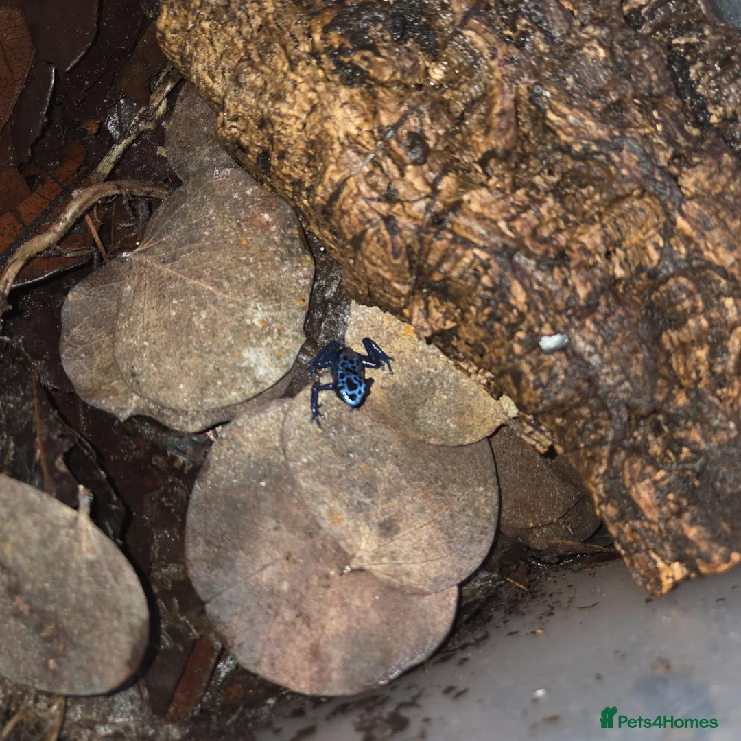 Frog reptiles for sale: Dendrobates tinctorius azureus (blue dart frog) x2 in Sheffield - Advert 1