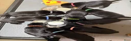 Springador dogs for sale: Beautiful Springador Puppies  - Advert 11