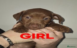 Patterdale Terrier dogs for sale: READY NOW!!..Patterdale Terrier Puppies  - Advert 2