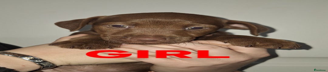 Patterdale Terrier Puppy 3