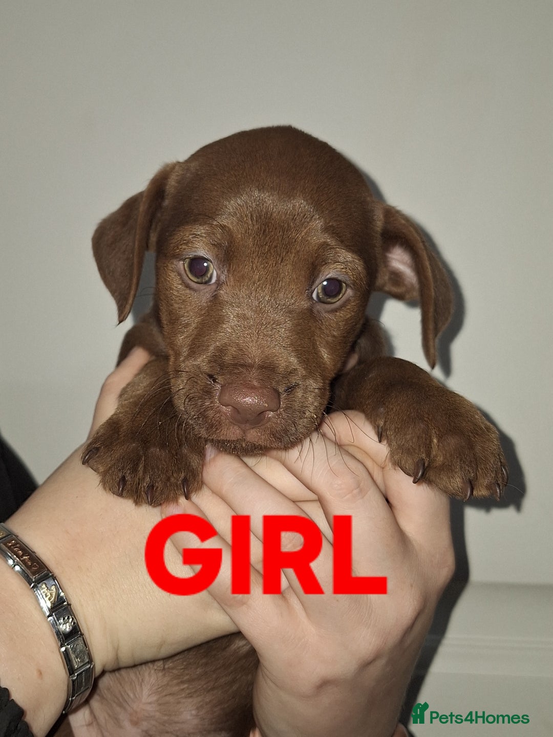 Patterdale Terrier dogs for sale: READY NOW!!..Patterdale Terrier Puppies  - Advert 2