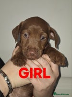 Patterdale Terrier dogs READY NOW!!..Patterdale Terrier Puppies - Advert 3
