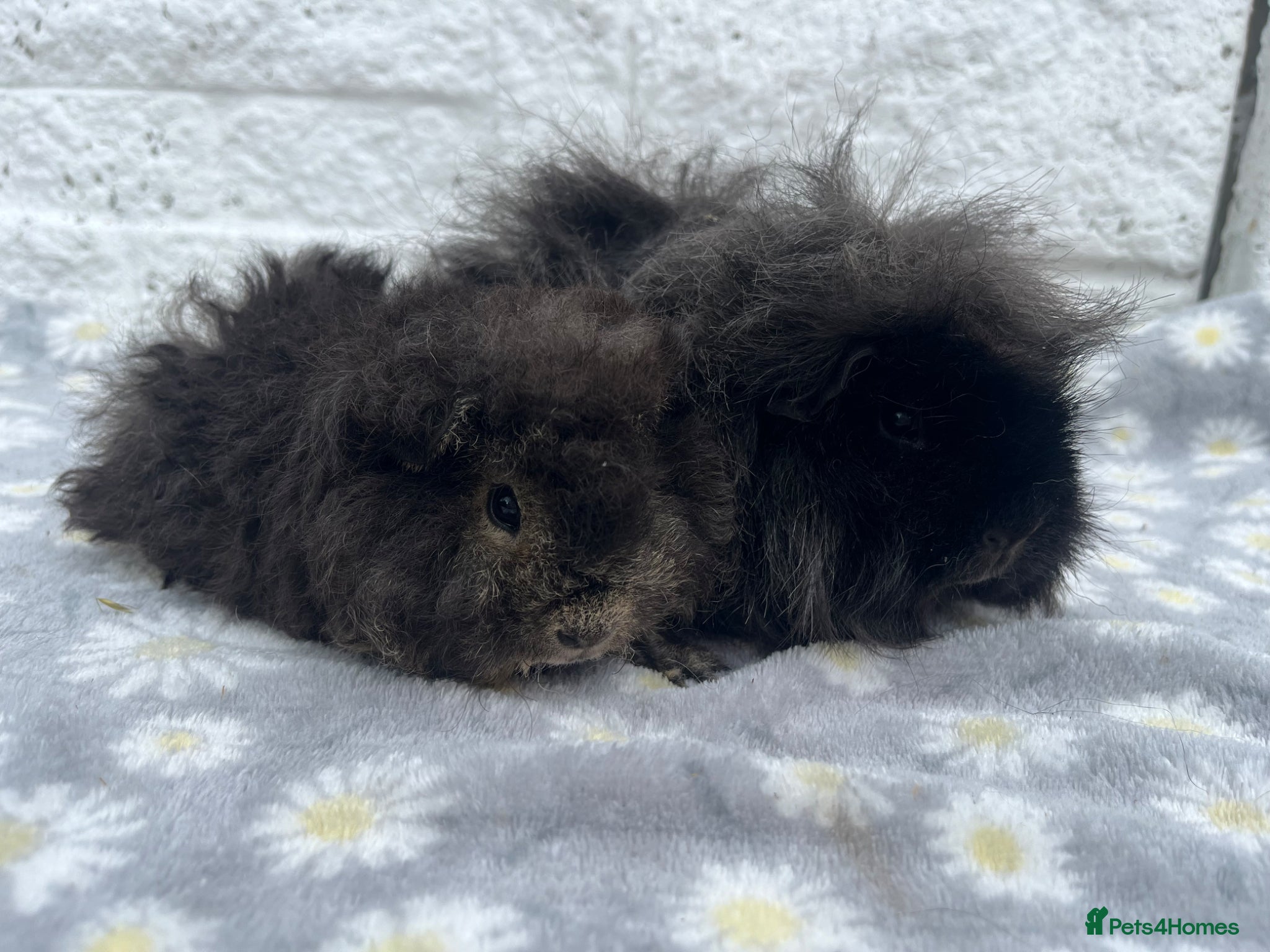 Guinea Pig rodents ALPACA SOWS AVAILABLE 💕 - Advert 4