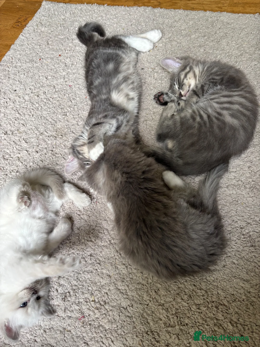 Mixed Breed cats for sale: One beautiful boy left 🩶 - Advert 2