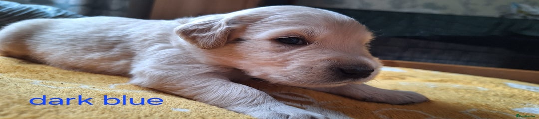  Golden Puppy 1 - Boy (Blue collar) 