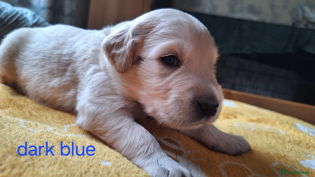 Golden Retriever dogs for sale: Golden Retriever pups - Image 7