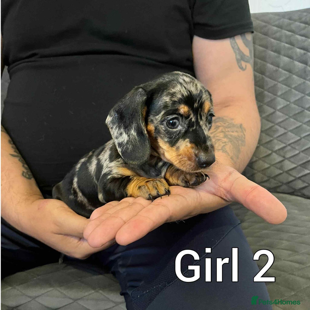 Miniature Dachshund dogs for sale: Miniature dachshund  - Image 4