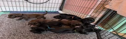 Field Spaniel dogs for sale: *Field Spaniel Puppies* Rare British Breed  - Advert 10