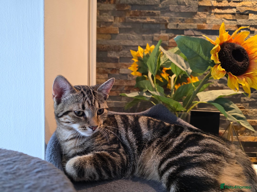 British Shorthair cats for sale: 4 month kitten vacinated and microchipped  - Image 3