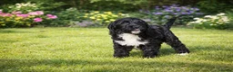 Cockapoo dogs for sale: Absolutely Stunning Cockerpoos - Advert 3