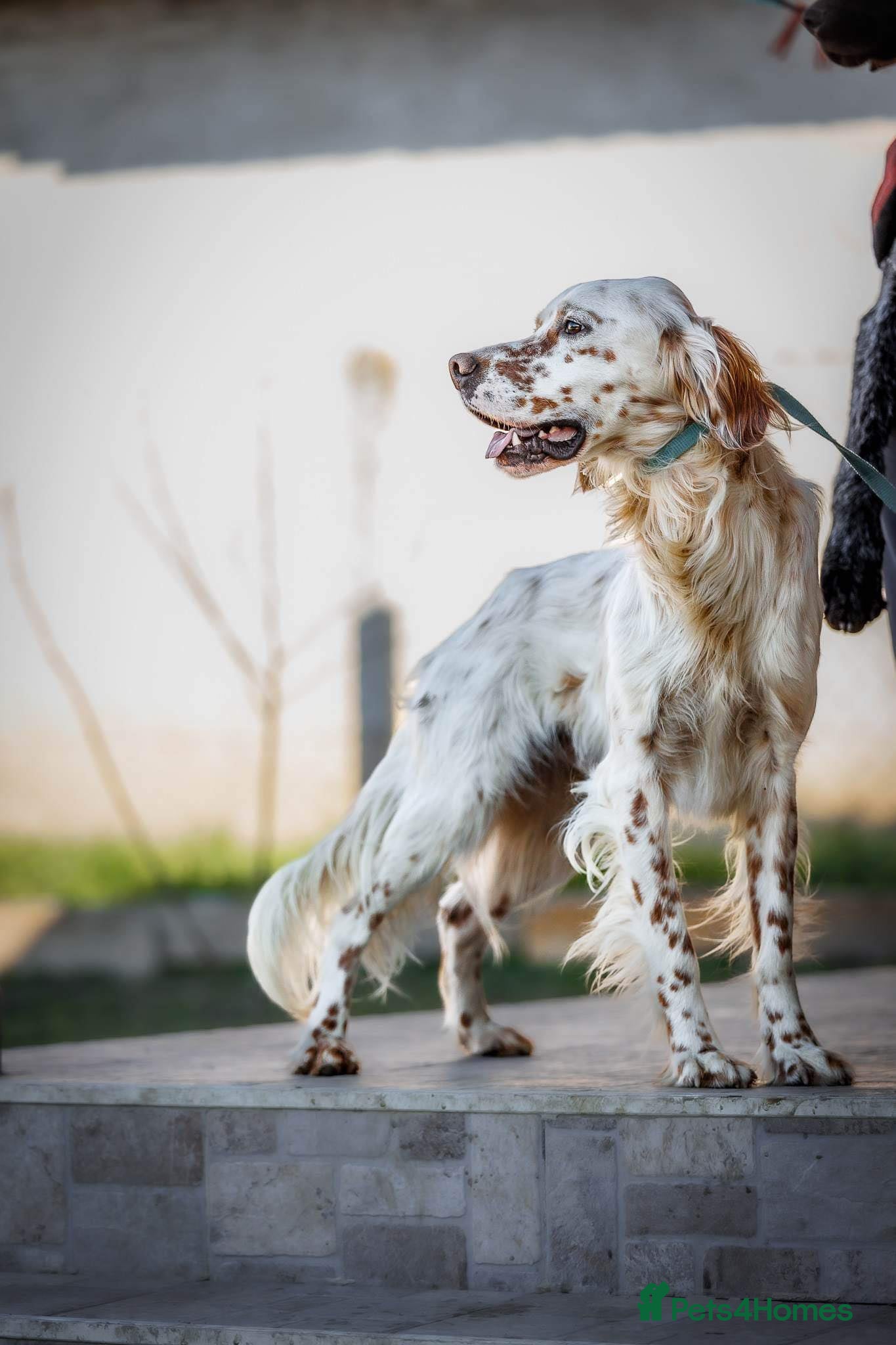 English Setter dogs Brego - Advert 1
