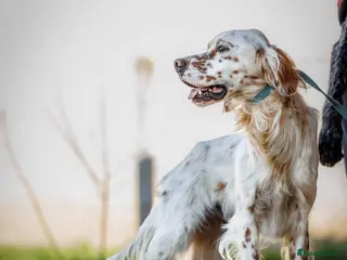 English Setter dogs Brego - Advert 1